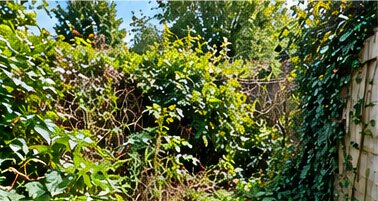 Bramble & Ivy Clearance